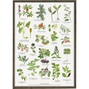 Giftige Beeren - Poster
