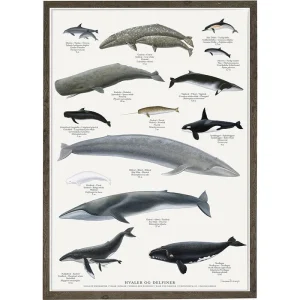 Wale - Poster